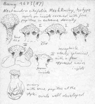 Vorschaubild Nectandra citrifolia Mez & Rusby